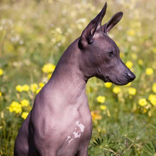 Mexican Hairless Medium Dog Breed Information Purina